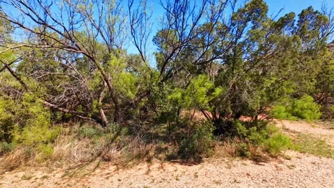Caprock Canyons State Park Stock Footage 316723723