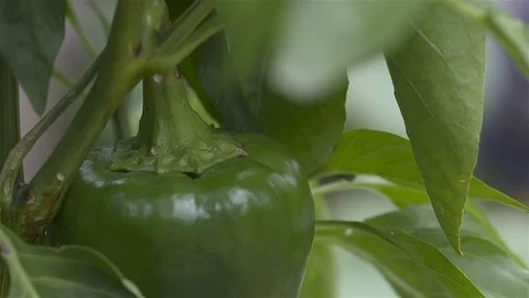 Capsican growng in the kitchen garden Stock Footage 88961642