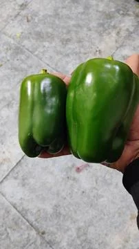 Capsicum is added along with other vegetables. Stock Photos