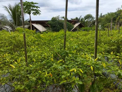 Capsicum annuum (pepper) Stock Photos