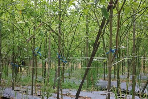 Capsicum annuum (pepper) Stock Photos