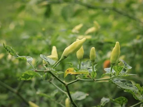 Capsicum annuum (pepper) Stock Photos