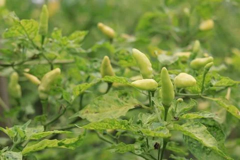 Capsicum annuum (pepper) Stock Photos