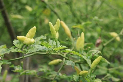Capsicum annuum (pepper) Stock Photos