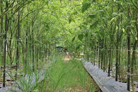 Capsicum annuum (pepper) Stock Photos