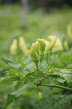 Capsicum annuum (pepper) Stock Photos