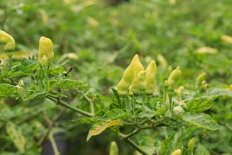 Capsicum annuum (pepper) Stock Photos