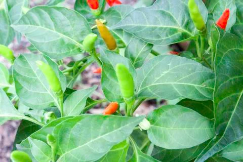Capsicum annuum Stock Photos