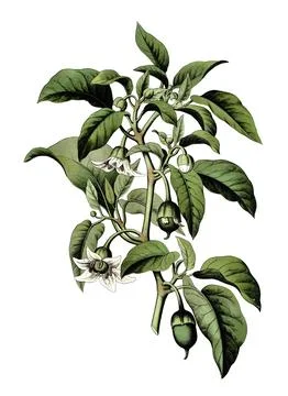 Capsicum annuum var. longum, a botanical variety of the capsicum annuum pepper Stock Illustration