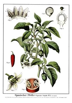 Capsicum annuum var. longum, a botanical variety of the capsicum annuum pepper Stock Illustration