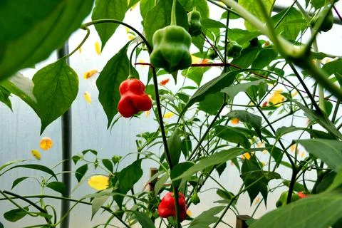 Capsicum Chinense Chilli. Foto stock