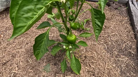 Capsicum Growing Stock Footage 265539076
