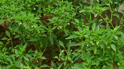 Capsicum plants in a garden Stock Footage 203816291