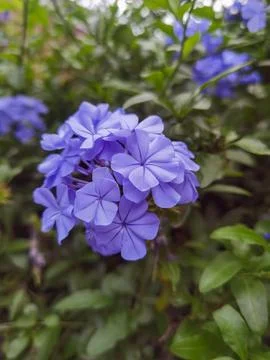 Capsicum swinchatka. Spring in Buenos Aires, Argentina Stock Photos