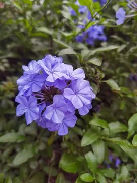 Capsicum swinchatka. Spring in Buenos Aires, Argentina Stock Photos