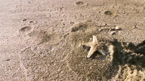Capsized starfish  Stock Footage 136811571