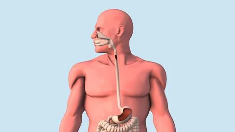 Capsule endoscopy and wireless communication Stock Illustration