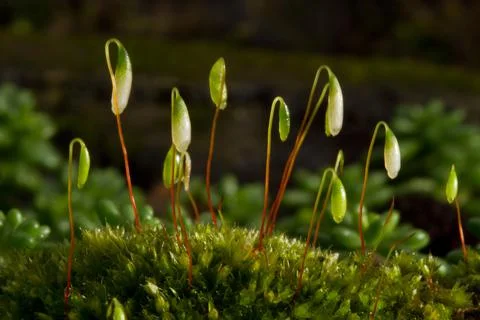 Capsules of Capillary Thread-moss Stock Photos