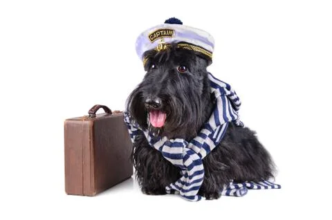 Captain dog Stock Photos