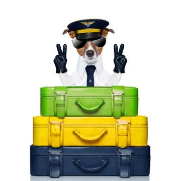 Captain dog Foto stock