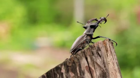 For captions. Stag-beetle crawled to the edge of the beam. Stock Footage 64271499
