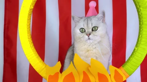 Captivated cat in a circusthemed scene with animated elements Video stock 311338052