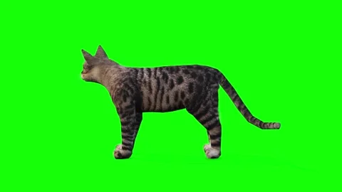 Captivating 3D Idle Cat 스톡 동영상 291535927