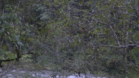 Captivating 4K Nature: Stream Flowing Through Rainy Forest with Foliage Stock Footage 342823896