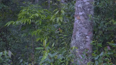 Captivating 4K Nature: Tree Trunk and Lush Green Foliage in Rainy Forest Stock Footage 342823825