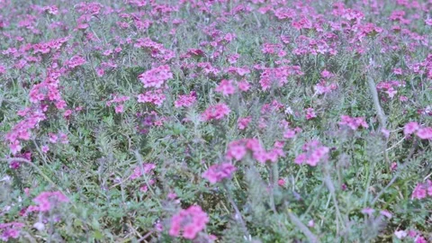 Captivating 4K Nature View: Meadow of Blooming Pink Verbena Flowers and Grass Stock Footage 342269807