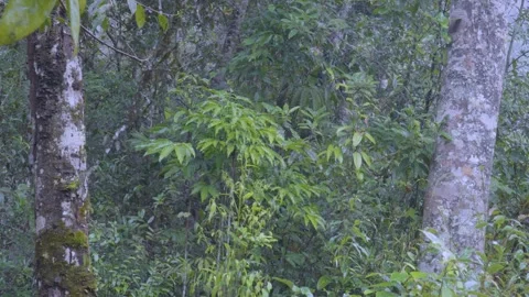 Captivating 4K View: Lush Dense Forest Foliage and Trees during Rainy Day Stock Footage 342820903
