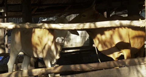 Captivating action of cows grazing in a rustic barn farm setting natural light Stock Footage 332788613