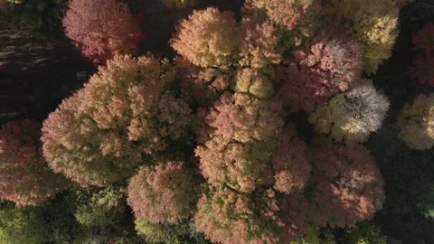 Captivating Aerial Perspective of Vibrant Forest Road Stock Footage 258358669