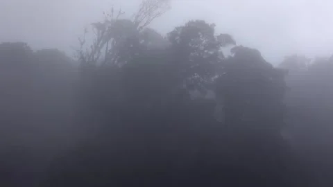 A captivating and enchanting view of a misty, fogladen forest. Stock Footage 302262801
