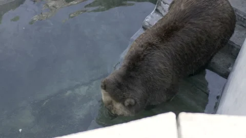 Captivating and sturdy brown bear paddling in water on delightful day. Stock Footage 235424104
