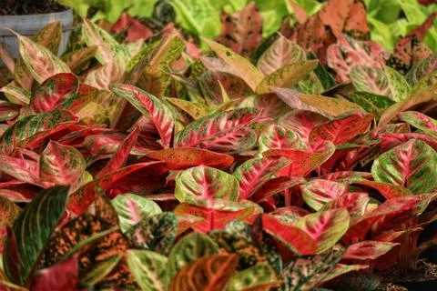 A captivating array of Aglaonema plants bursts with vibrant red and green hue 库存照片