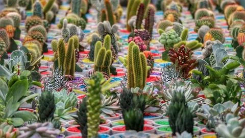 A captivating array of cacti and succulents bursts with color!  Each plant th 库存照片
