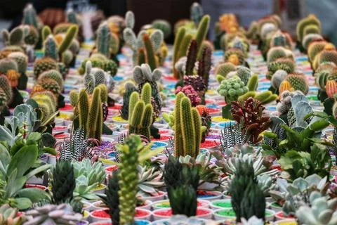 A captivating array of cacti and succulents in colorful pots, creating a live Stock Photos