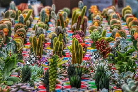 A captivating array of cacti and succulents in colorful pots, creating a live Stock Photos