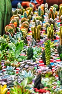 A captivating array of cacti and succulents in colorful pots creates a vibran Stock Photos