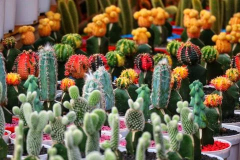 A captivating array of cacti in various vibrant colors and shapes fills the s Stock Photos