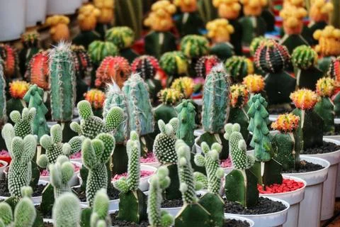 A captivating array of colorful cacti in white pots.  Their diverse shapes an 写真素材