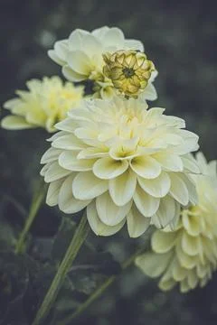 Captivating array of Dahlia pinnata flowers in full bloom in a lush and vibrant Stock Photos