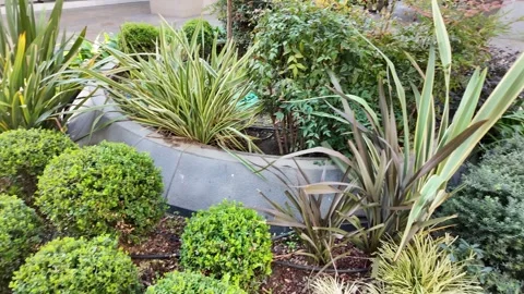 A captivating array of diverse plants and vibrant flora flourishes in an ou.. Stock Footage 331923733