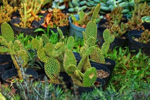 A captivating array of prickly pear cacti bursts with life, their bright gree Stock Photos