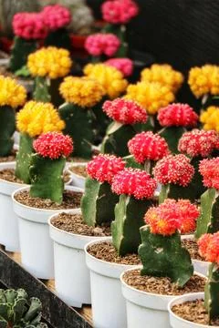 A captivating array of red and yellow Gymnocalycium cacti burst into bloom in Stock Photos