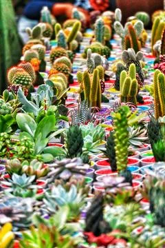 A captivating array of succulents and cacti in colorful pots.  The scene is b Stock Photos