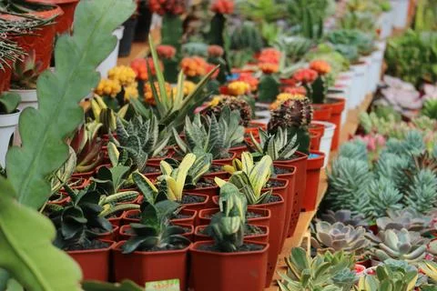 A captivating array of succulents and cacti in terracotta pots fills the fram 库存照片