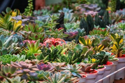 A captivating array of succulents bursts with color and texture.  Miniature p Stock Photos