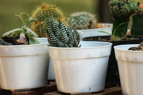 A captivating array of succulents in simple white pots.  The Haworthia attenu Stock Photos